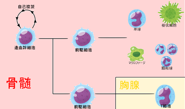 細胞分化の略図